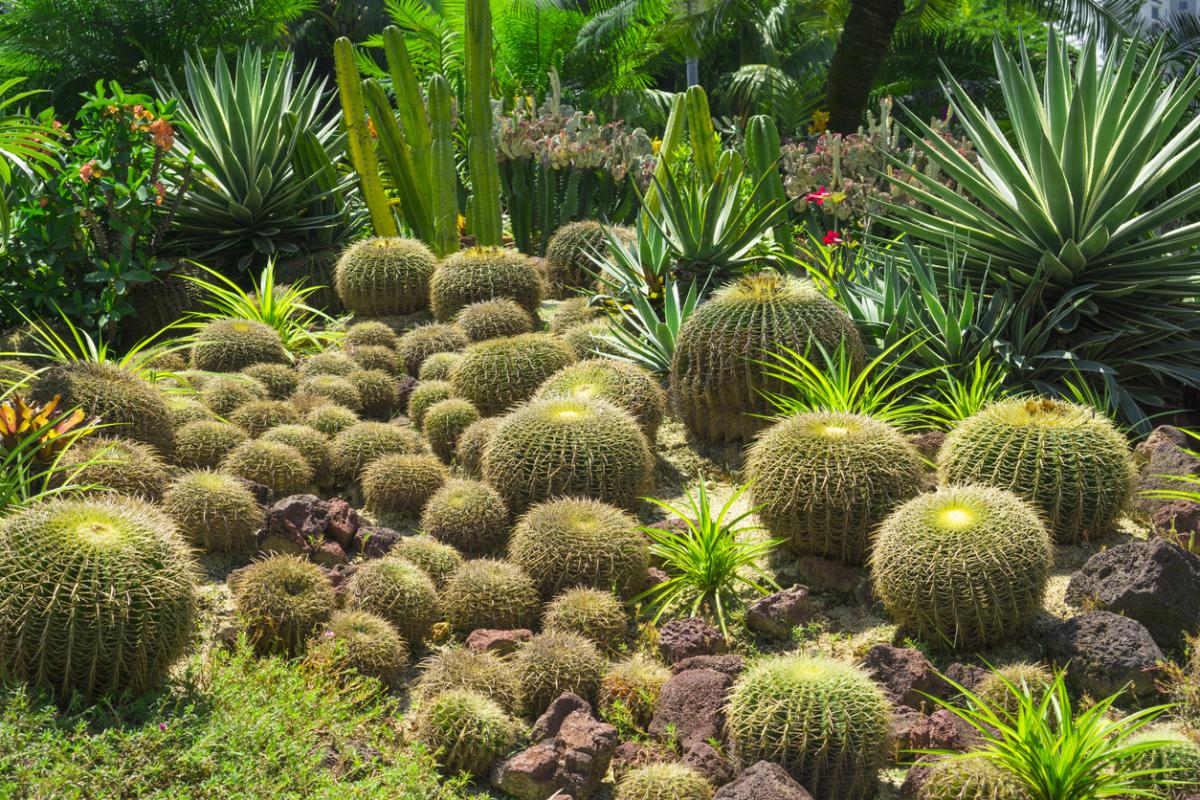 Xerojardinería: qué es y plantas
