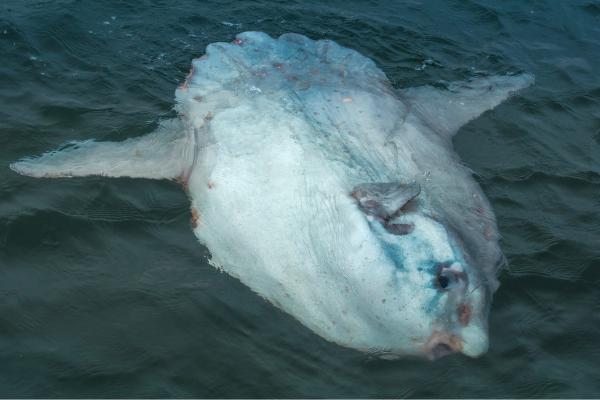 Pez luna - Características del pez luna