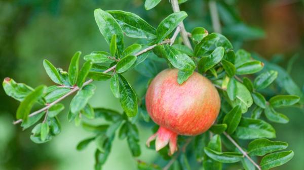 Los 3 árboles ideales para plantar en patios pequeños y que resisten el calor en España - Granado: un frutal muy resistente que también decora 