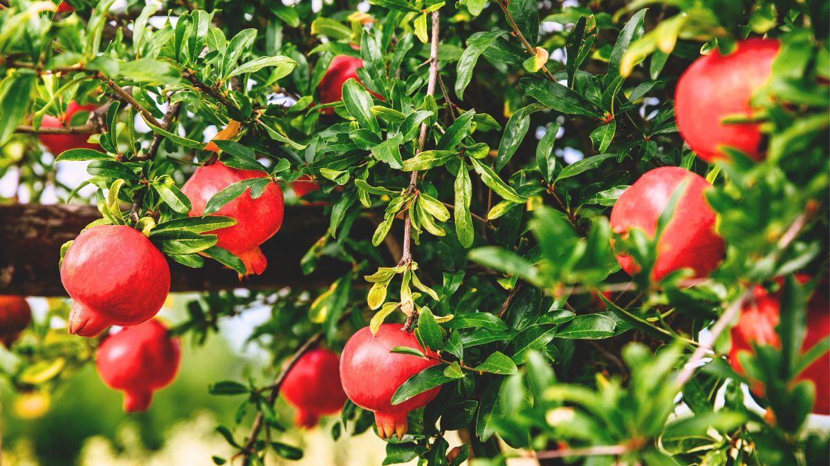 Los 3 árboles ideales para plantar en patios pequeños y que resisten el calor en España