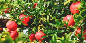 Los 3 árboles ideales para plantar en patios pequeños y que resisten el calor en España