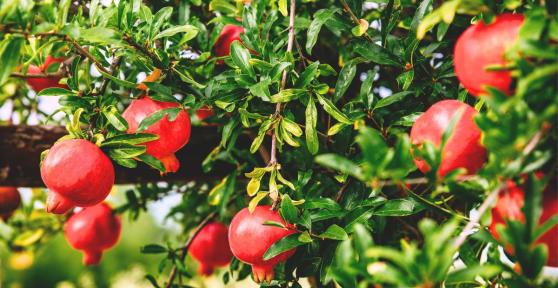 Los 3 árboles ideales para plantar en patios pequeños y que resisten el calor en España