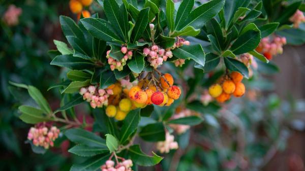 Los 3 árboles ideales para plantar en patios pequeños y que resisten el calor en España - Madroño compacto: follaje perenne y resistencia mediterránea