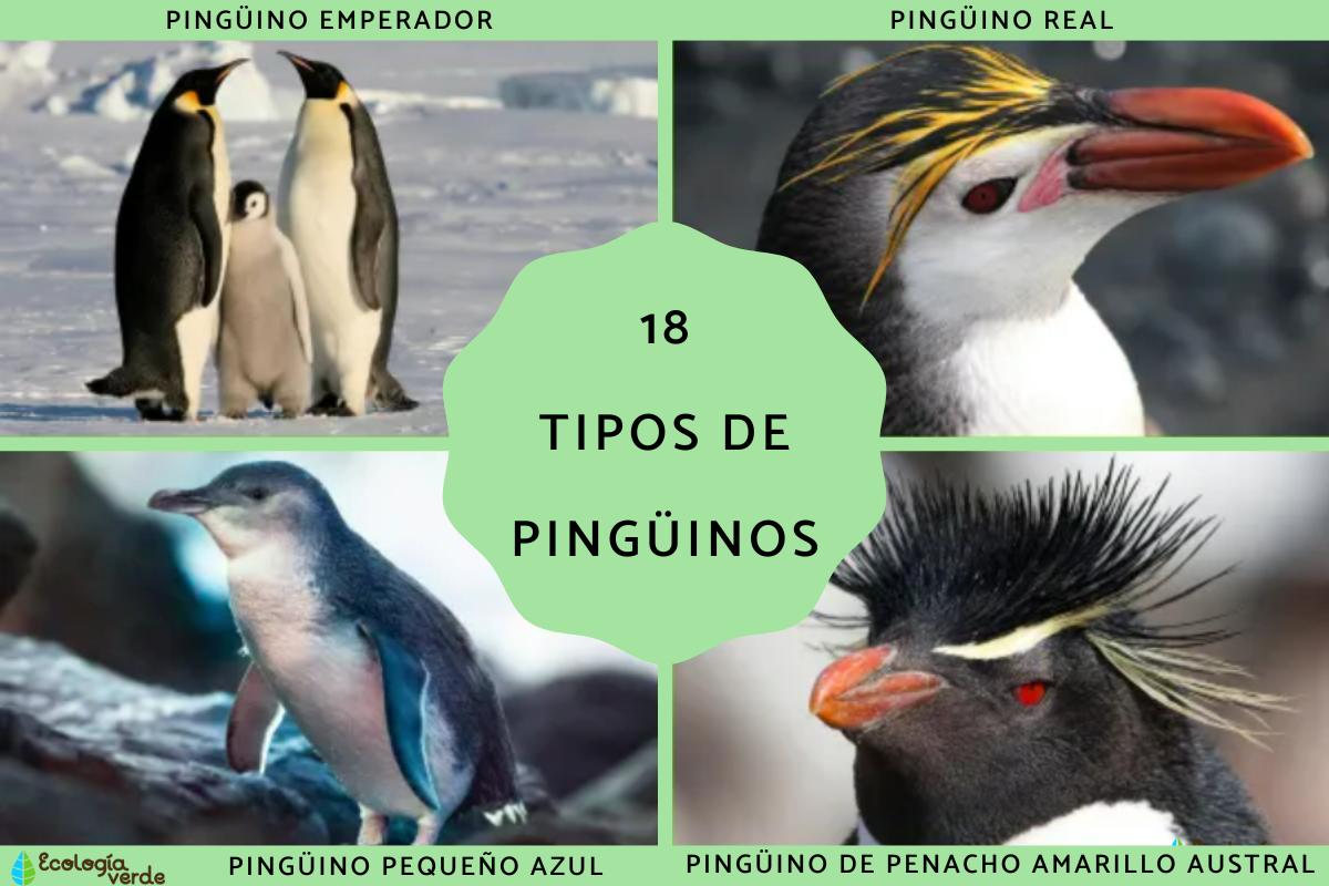Tipos de pingüinos
