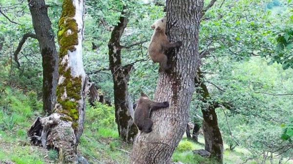 Piden modificar la UTMB Val d'Aran para proteger a varias osas con crías y evitar encuentros con corredores en el Pirineo - El paso de 7.500 corredores preocupa por el impacto sobre la fauna