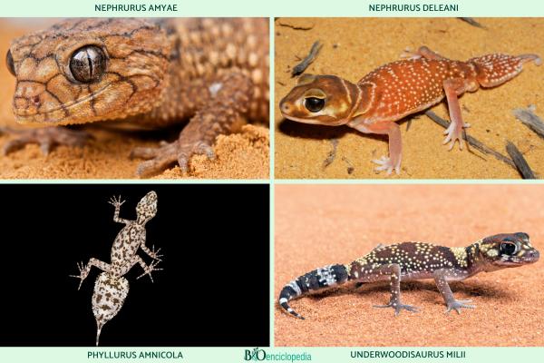 Tipos de geckos - Familia Carphodactylidae 