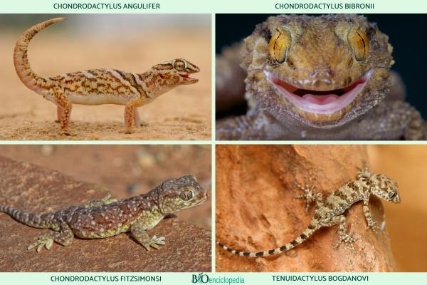 Tipos de geckos - Familia Gekkonidae 