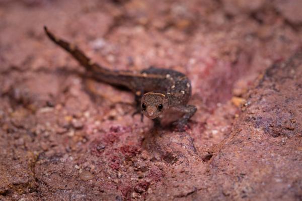 Tipos de geckos - Familia Sphaerodactylidae 