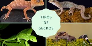 Tipos de geckos
