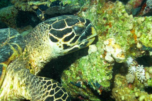 Tortuga carey - Alimentación de la tortuga carey