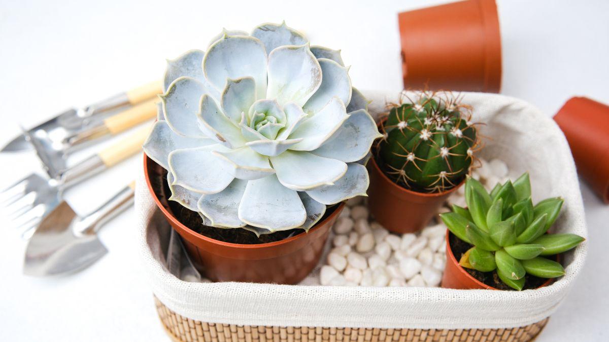 Colocar una bandeja con piedras debajo de las macetas: el sencillo truco para mantener la humedad de las plantas en verano