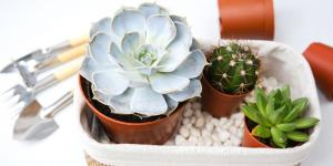 Colocar una bandeja con piedras debajo de las macetas: el sencillo truco para mantener la humedad de las plantas en verano