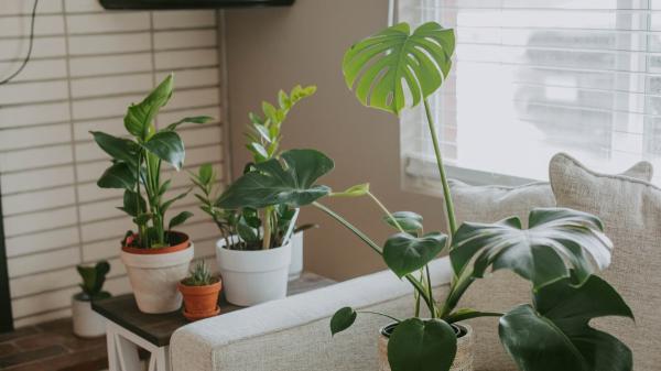 Colocar una bandeja con piedras debajo de las macetas: el sencillo truco para mantener la humedad de las plantas en verano - Cómo preparar en casa una bandeja de piedras para aumentar la humedad sin dañar las raíces