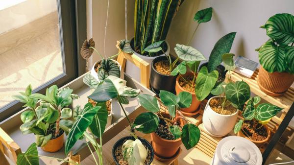 Colocar una bandeja con piedras debajo de las macetas: el sencillo truco para mantener la humedad de las plantas en verano - En qué consiste el sencillo truco que ayuda a mantener la humedad alrededor de las plantas