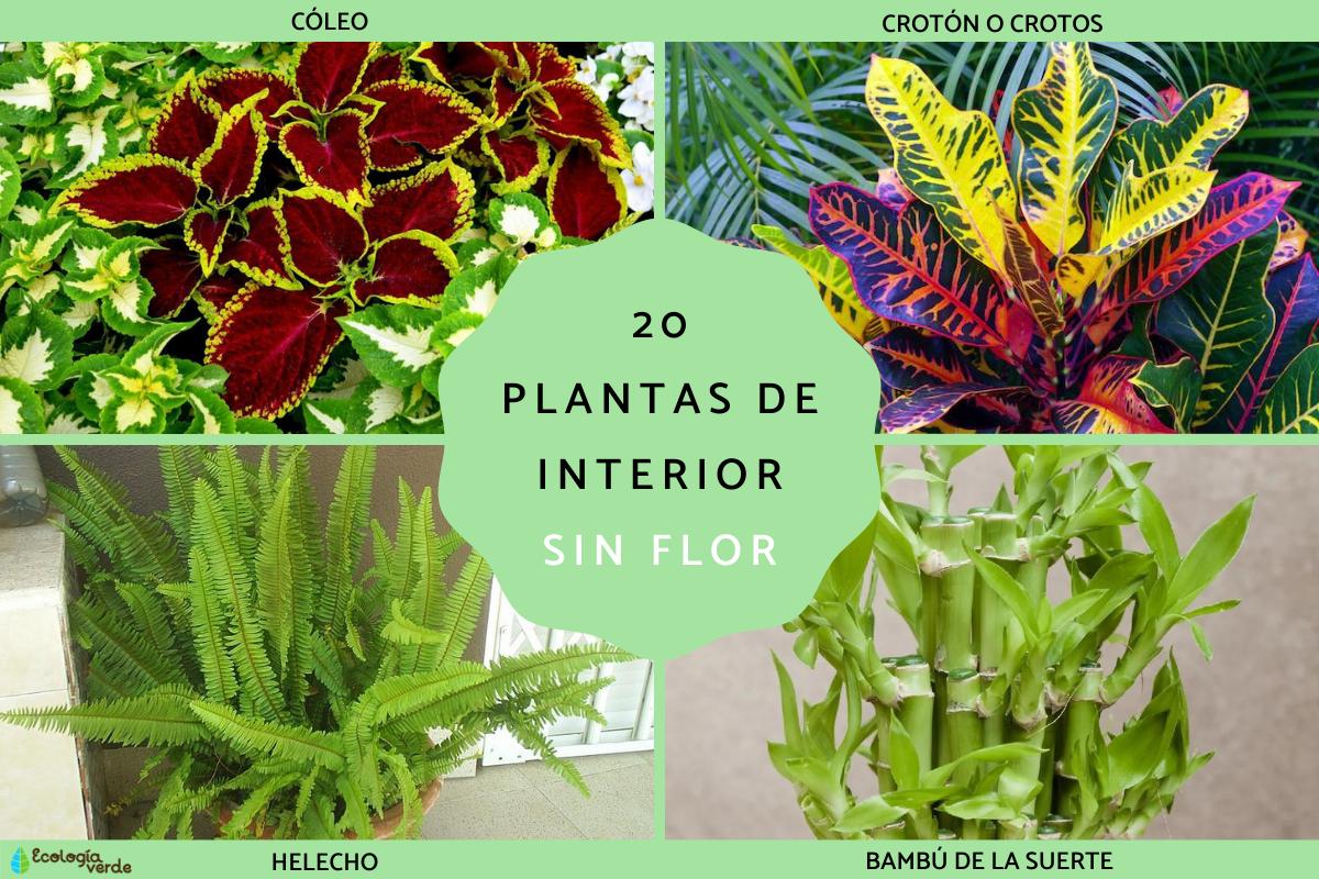 Plantas de interior sin flor