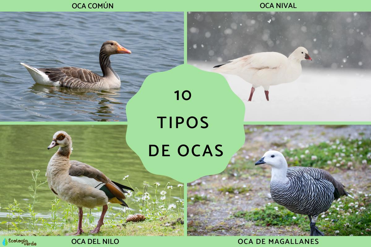 Tipos de ocas