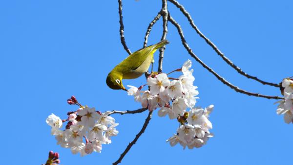 En 1929 llevaron esta pequeña ave a Hawái para combatir las plagas: casi un siglo después amenaza a las especies nativas - Cómo el anteojito japonés empezó a competir con las aves nativas