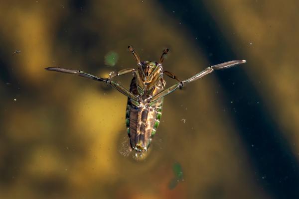 Insectos acuáticos: qué son, tipos, función y ejemplos - ¿Cuáles son las adaptaciones de los insectos acuáticos? 