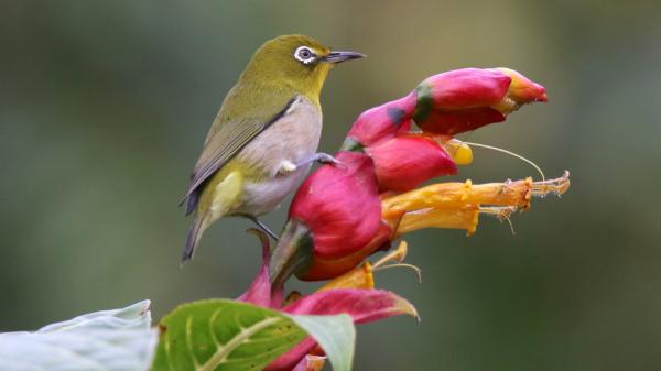 En 1929 llevaron esta pequeña ave a Hawái para combatir las plagas: casi un siglo después amenaza a las especies nativas - El ave que Hawái llevó en 1929 para combatir las plagas de insectos
