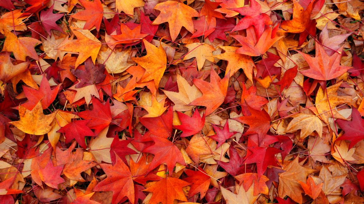El otoño de 2026 empieza esta madrugada: la hora exacta del equinoccio y qué cambia desde ese momento