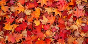 El otoño de 2026 empieza esta madrugada: la hora exacta del equinoccio y qué cambia desde ese momento