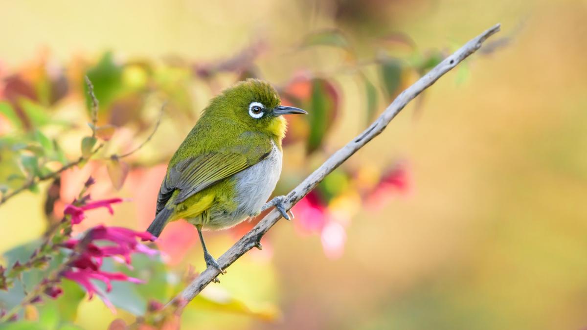 En 1929 llevaron esta pequeña ave a Hawái para combatir las plagas: casi un siglo después amenaza a las especies nativas
