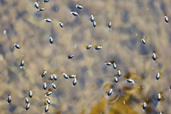 Insectos acuáticos: qué son, tipos, función y ejemplos - Escarabajo girador (familia Gyrinidae)