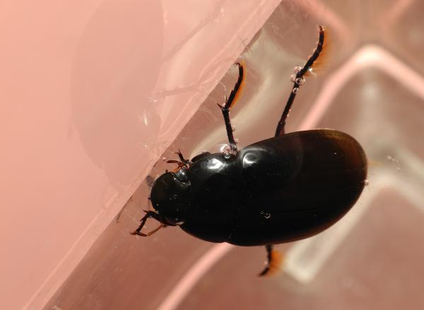 Insectos acuáticos: qué son, tipos, función y ejemplos - Escarabajos carroñeros de agua (familia Hydrophilidae)