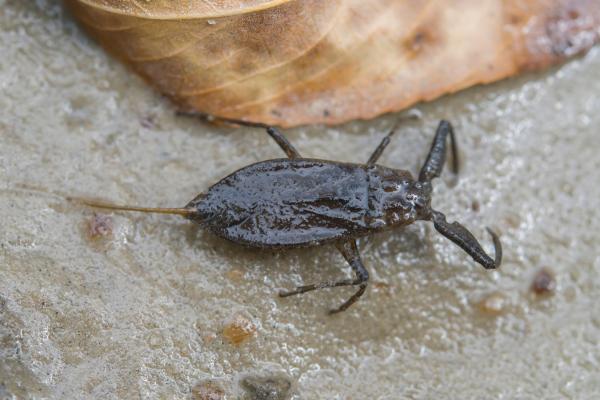 Insectos acuáticos: qué son, tipos, función y ejemplos - Escorpión de agua (familia Nepidae)