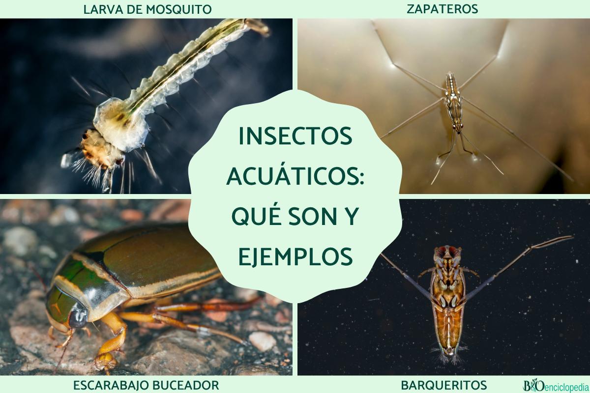 Insectos acuáticos: qué son, tipos, función y ejemplos