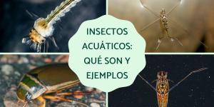 Insectos acuáticos: qué son, tipos, función y ejemplos