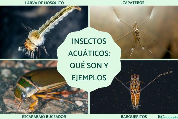 Insectos acuáticos: qué son, tipos, función y ejemplos