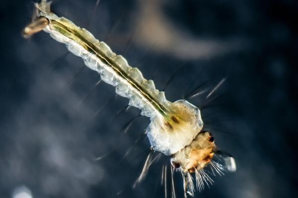Insectos acuáticos: qué son, tipos, función y ejemplos - Larva de mosquito (familia Culicidae)