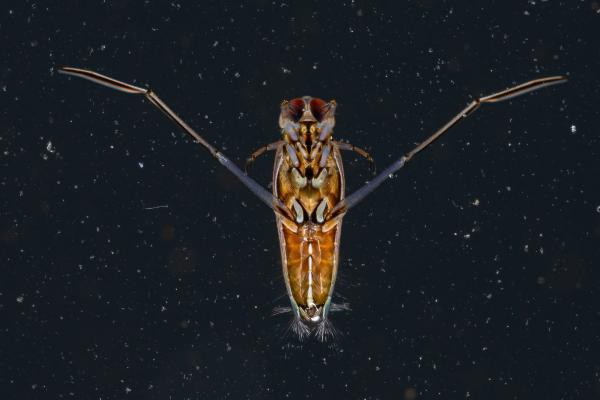 Insectos acuáticos: qué son, tipos, función y ejemplos - Nadadores de espalda o barqueritos (familia Notonectidae)