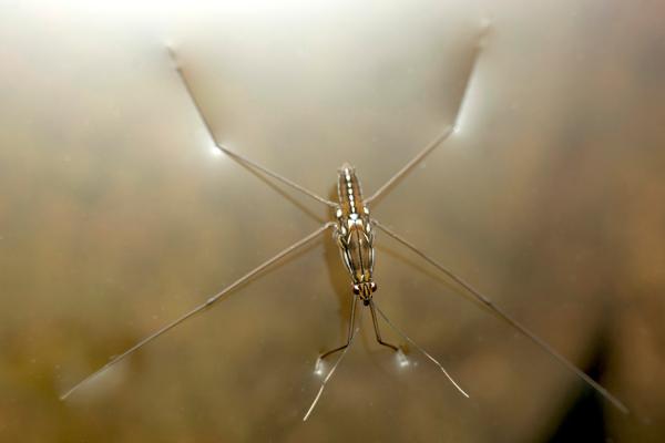 Insectos acuáticos: qué son, tipos, función y ejemplos - Zapateros (familia Gerridae)