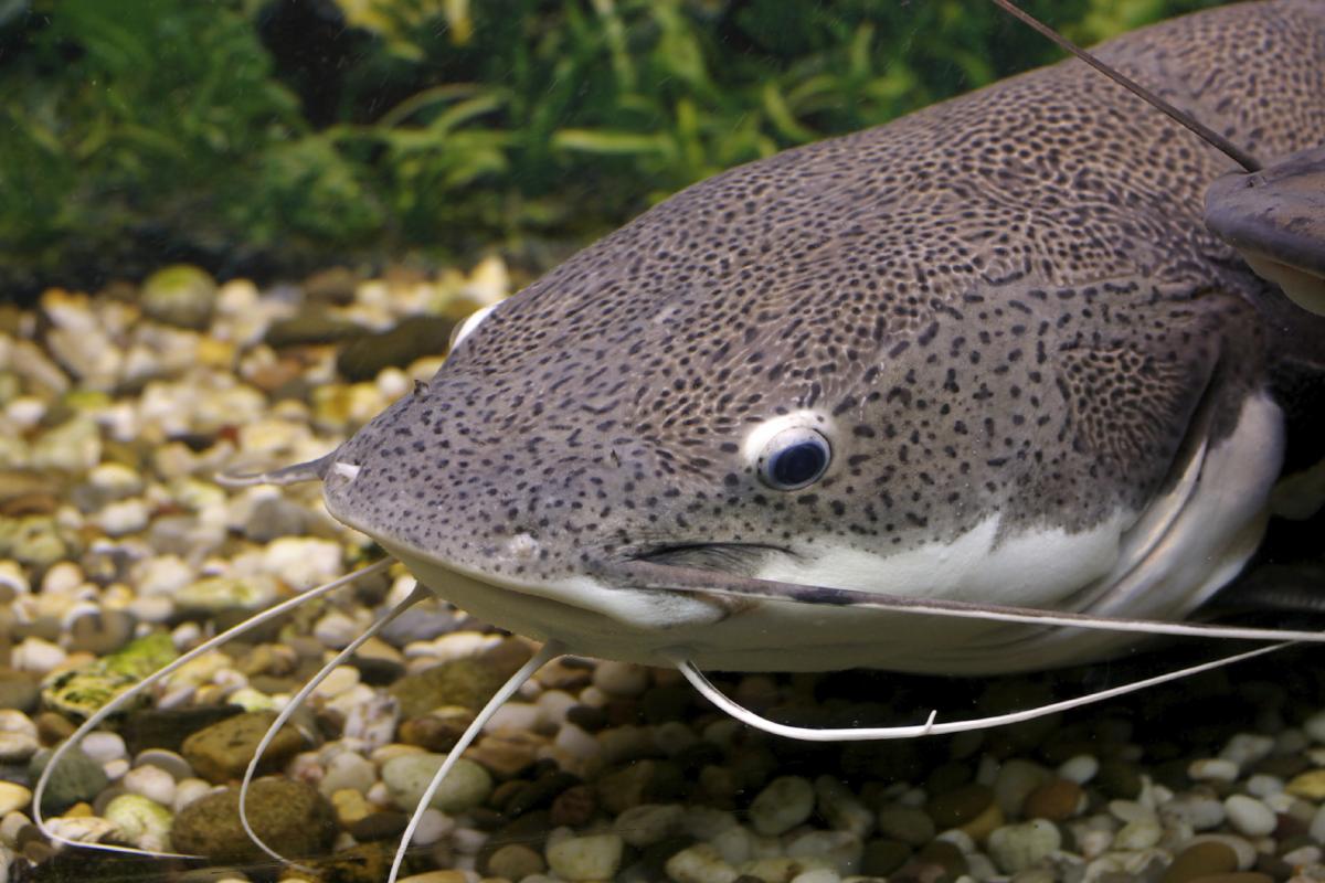 Cuál es el animal con más dientes del mundo