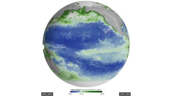 El Niño está cambiando el color del océano porque reduce el fitoplancton y amenaza la vida marina - El Niño está calentando el Pacífico y alterando las corrientes oceánicas