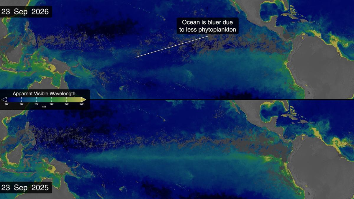 El Niño está cambiando el color del océano porque reduce el fitoplancton y amenaza la vida marina