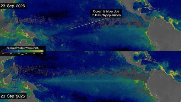 El Niño está cambiando el color del océano porque reduce el fitoplancton y amenaza la vida marina
