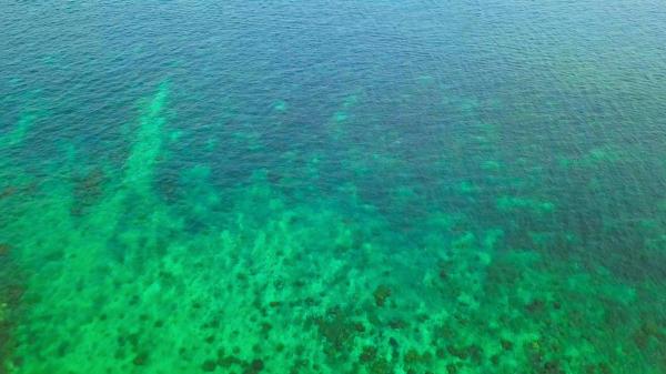 El Niño está cambiando el color del océano porque reduce el fitoplancton y amenaza la vida marina - Por qué el océano se está volviendo más azul
