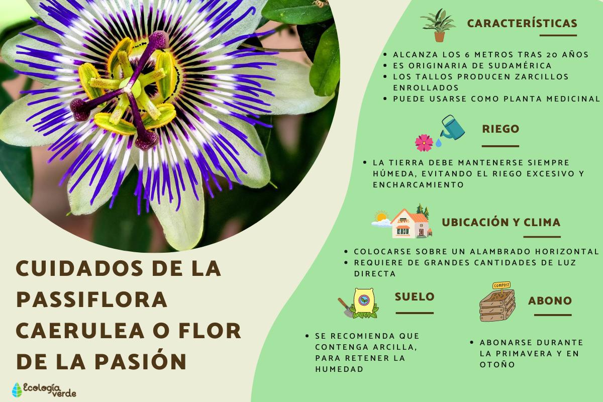 Passiflora caerulea o flor de la pasión: cuidados
