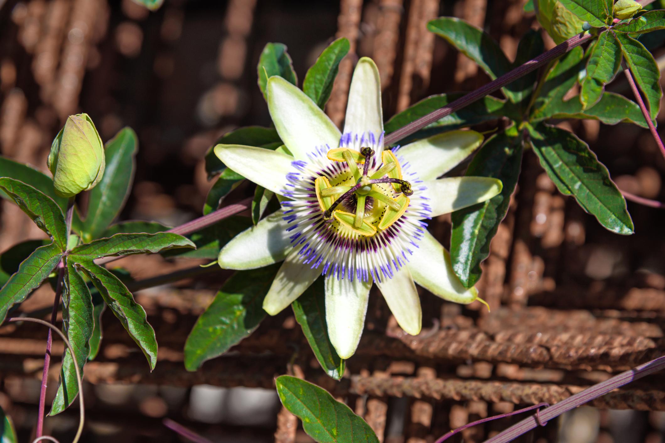 Passiflora caerulea o flor de la pasión: cuidados - Guía completa