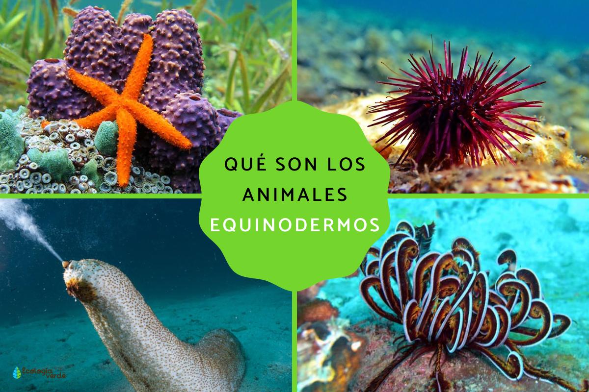 Equinodermos: qué son, características, clasificación y ejemplos