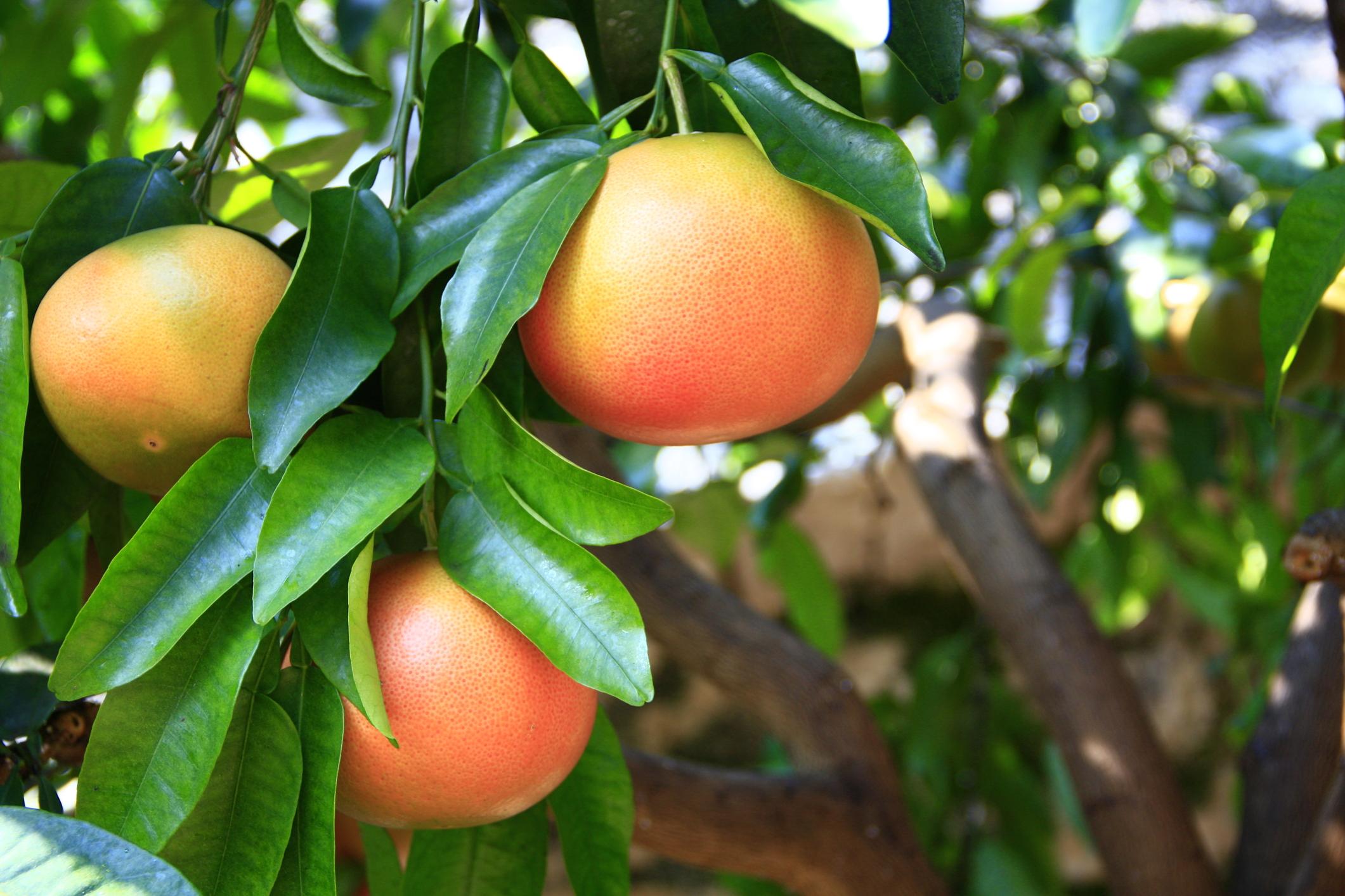 Pomelo: propiedades, beneficios y contraindicaciones - Guía completa