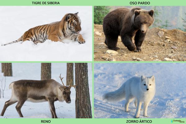 Siberia: qué es, dónde está, características, temperatura, flora y fauna - ¿Cómo es la fauna de Siberia?