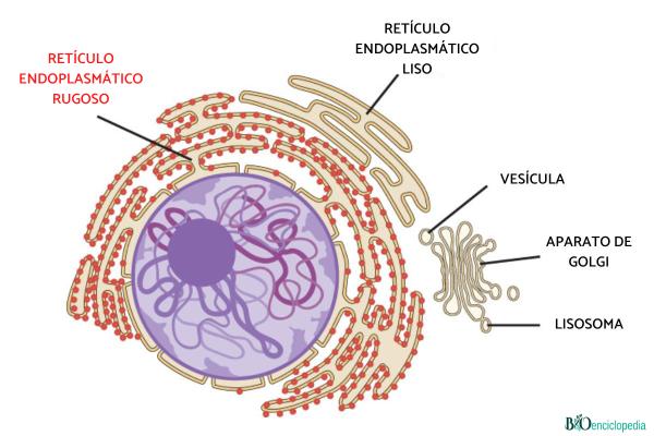 Retículo endoplasmático rugoso: qué es, función, estructura y diferencia con el liso - Estructura del retículo endoplasmático rugoso