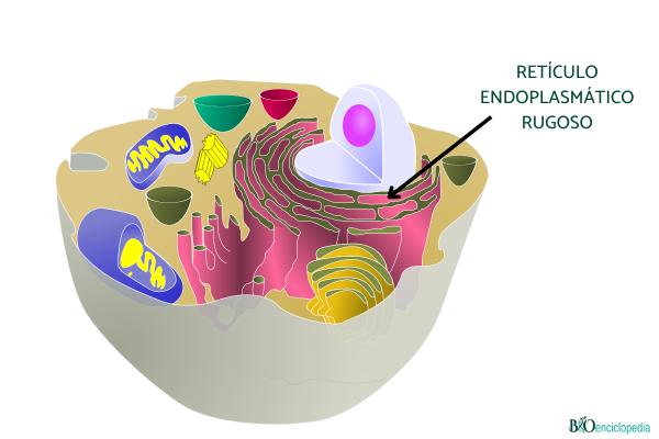 Retículo endoplasmático rugoso: qué es, función, estructura y diferencia con el liso - Qué es el retículo endoplasmático rugoso y sus características