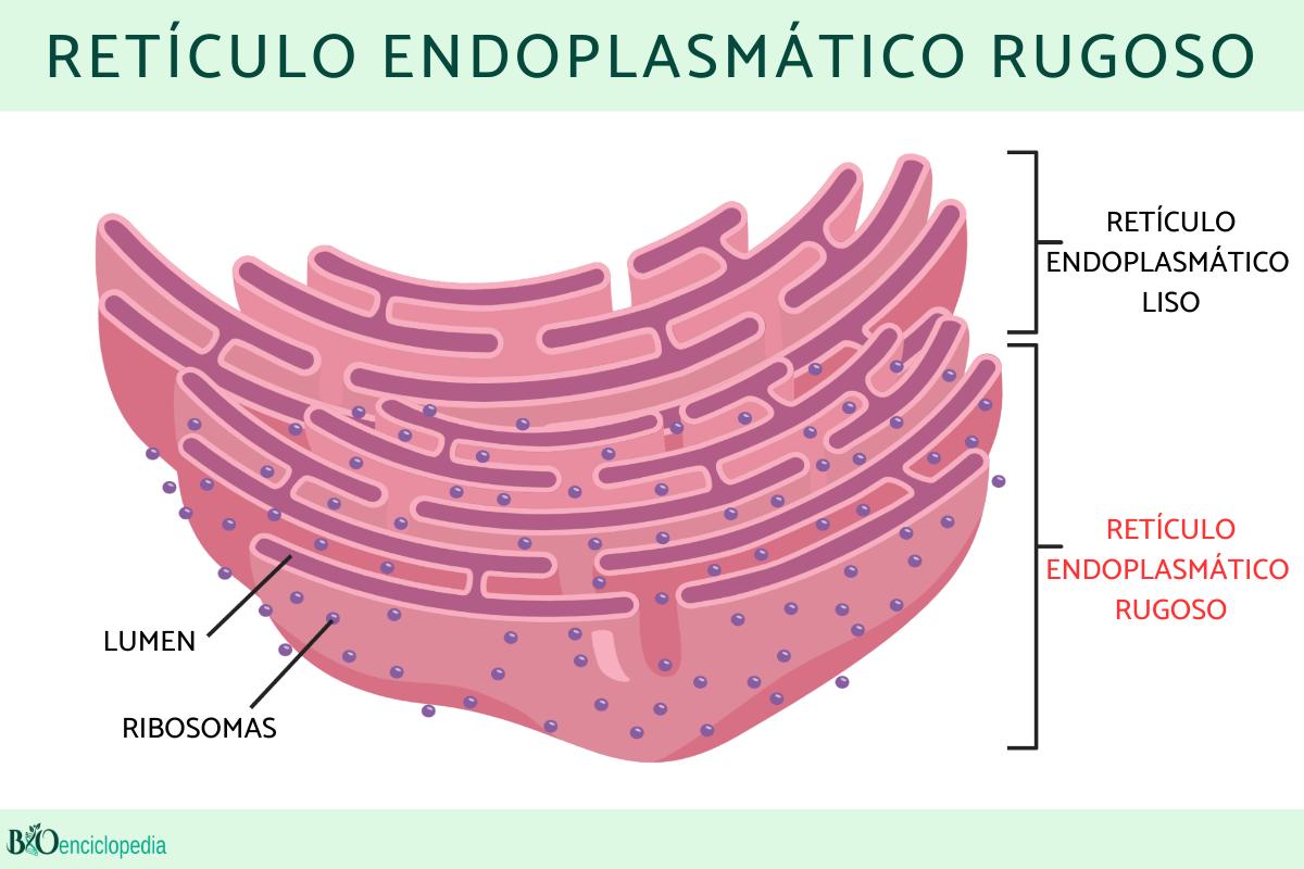 Retículo endoplasmático rugoso: qué es, función, estructura y diferencia con el liso