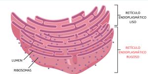 Retículo endoplasmático rugoso: qué es, función, estructura y diferencia con el liso