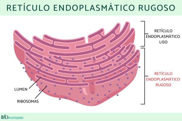 Retículo endoplasmático rugoso: qué es, función, estructura y diferencia con el liso